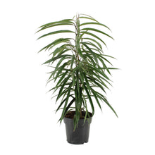Kamerplant - Ficus Binnendijkii Alii - Pot Ø 17cm Hoogte ↕ 70cm