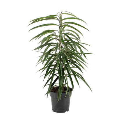 Kamerplant - Ficus Binnendijkii Alii - Pot Ø 17cm Hoogte ↕ 70cm
