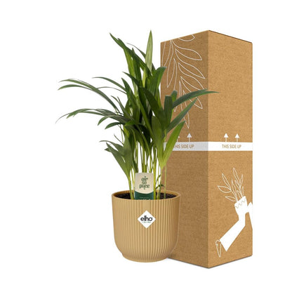 Kamerplant - Dypsis Lutescens (Areca) - Inclusief sierpot - Pot Ø 12cm
