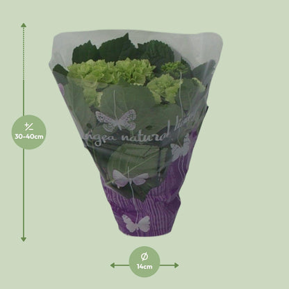 Buitenplant - Hydrangea Wit - Bloeiend - Pot Ø 14cm Hoogte ↕ 35cm