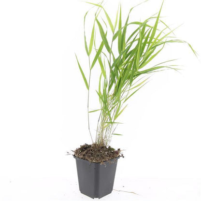 Buitenplant 24x Hakonechloa macra - Pot Ø 9cm Hoogte ↕ 10-25cm