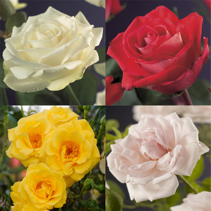 Buitenplant 4x Klimroos Rosa Rainbow - Bloeiend - Pot Ø 11cm Hoogte ↕ 40cm
