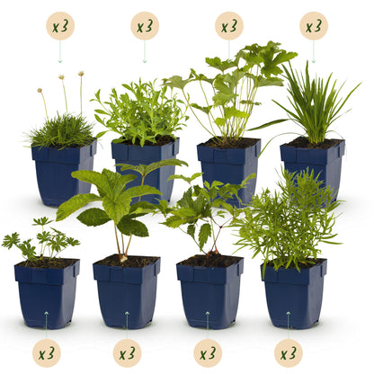 Buitenplant - Borderpakket Wit - 24 Vaste planten - 3 m2 - Pot Ø 11cm