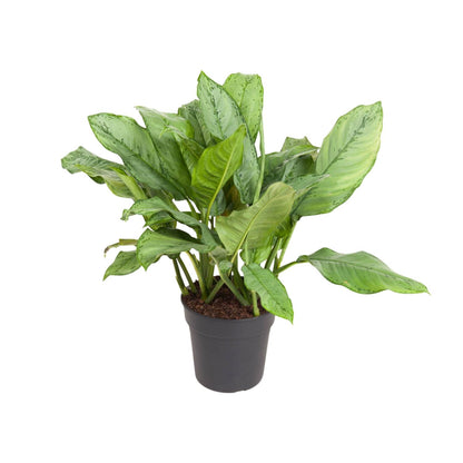 Kamerplant - Aglaonema B.J. Freedman - Pot Ø 24cm Hoogte ↕ 70cm