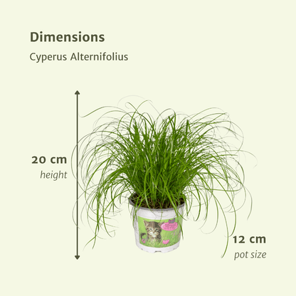 Kamerplant 2x Cyperus Alternifolius - Pot Ø 12cm Hoogte ↕ 20cm