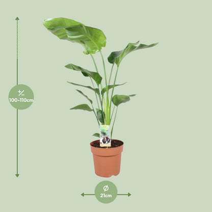 Kamerplant - Strelitzia Nicolai - Pot Ø 21cm Hoogte ↕ 90cm