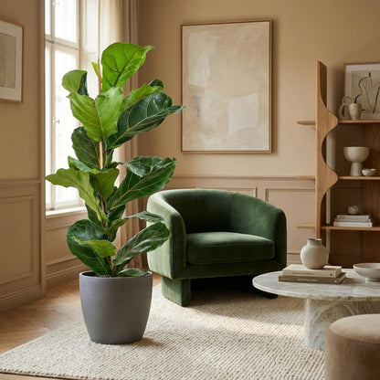 Kamerplant - Ficus Lyrata - Pot Ø 21cm Hoogte ↕ 80cm