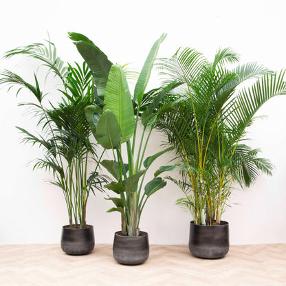 Kamerplant - Voordeelpakket XXL - Kentia 200cm, Strelitzia Nicolai 225cm, Areca 200cm