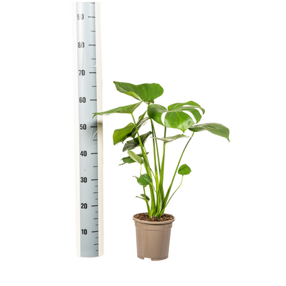 Kamerplant - Monstera Deliciosa Tauerii - Pot Ø 17cm Hoogte ↕ 50-70cm