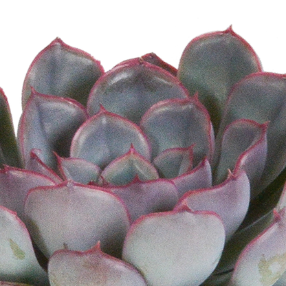 Kamerplant 3x Echeveria Mix - Pot Ø 8.5cm