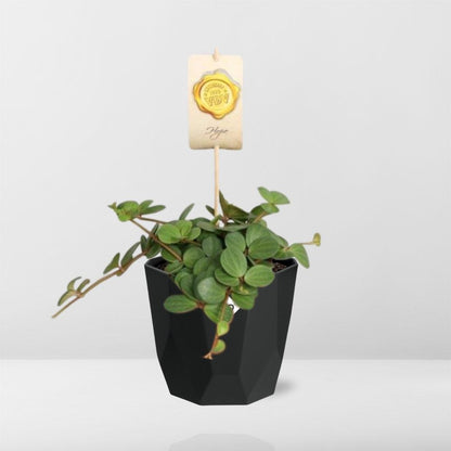 Kamerplant - Peperomia 'Hope' - Pot Ø 14cm