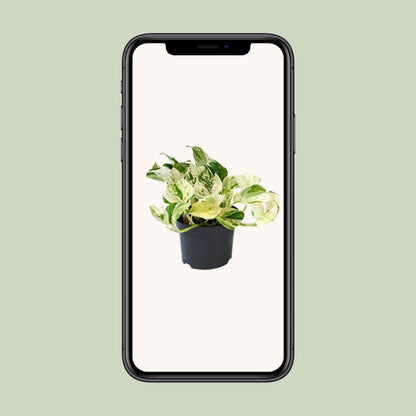 Kamerplant - Epipremnum Happy Leaf (Scindapsus) - Pot Ø 12cm Hoogte ↕ 15cm