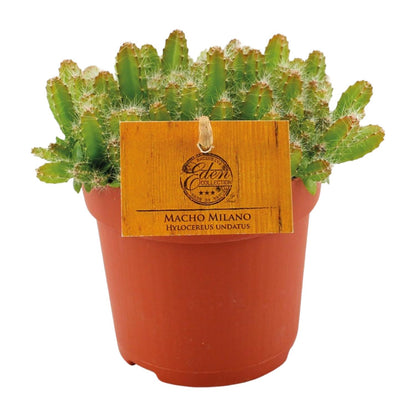 Kamerplant - Hylocereus Undatus - Pot Ø 11cm Hoogte ↕ 15cm