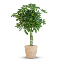 Kamerplant - Schefflera arboricola 'Nora' - Inclusief zeegras mand - Pot Ø 21cm Hoogte ↕ 70cm