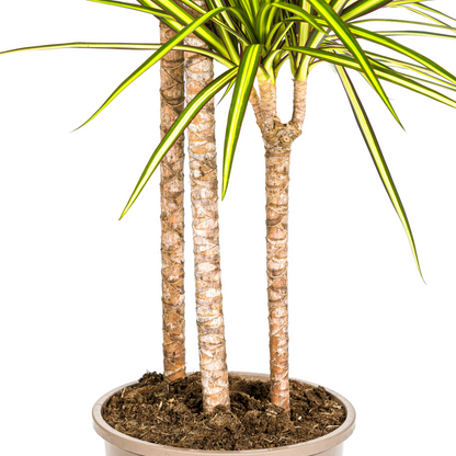 Kamerplant - Dracaena Marginata Sunray - Pot Ø 24cm Hoogte ↕ 130-150cm