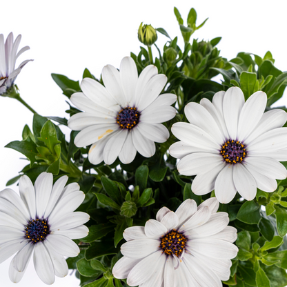 Buitenplant 8x Osteospermum Ecklonis Weiß - Bloeiend - Pot Ø 12cm Hoogte ↕ 20cm