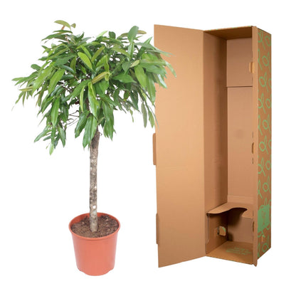 Kamerplant - Ficus Amstel King - Luchtzuiverend - Pot Ø 30cm Hoogte ↕ 130cm