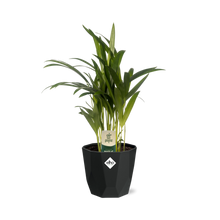 Kamerplant - Dypsis Lutescens (Areca) - Pot Ø 14cm