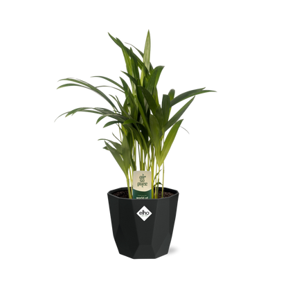 Kamerplant - Dypsis Lutescens (Areca) - Pot Ø 14cm