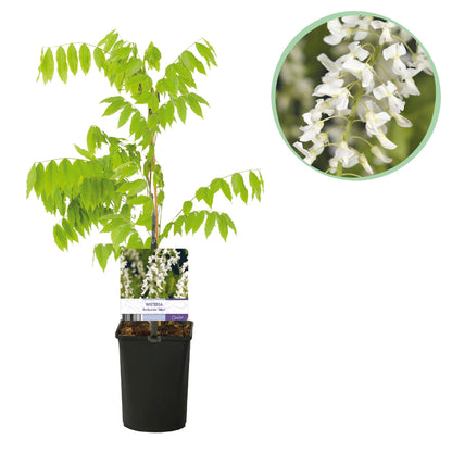 Buitenplant - Wisteria floribunda Alba - Bloeiend - Pot Ø 11cm Hoogte ↕ 40cm