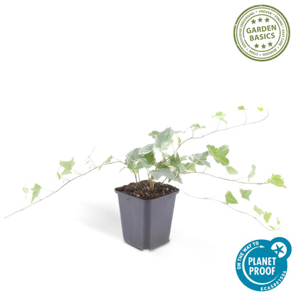 Buitenplant 24x Hedera helix 'Glacier' - Pot Ø 9cm Hoogte ↕ 10-25cm
