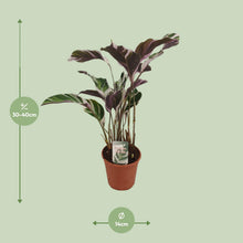 Kamerplant - Calathea 'Fusion White' - Pot Ø 14cm Hoogte ↕ 40cm