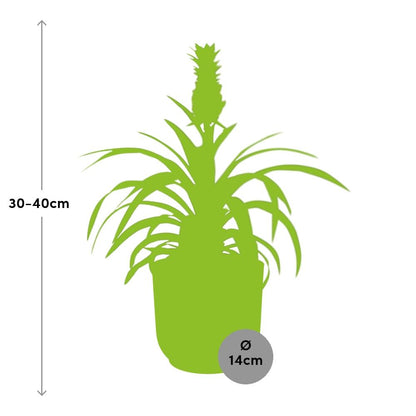 Kamerplant - Ananas Mi Amigo - Pot Ø 14cm