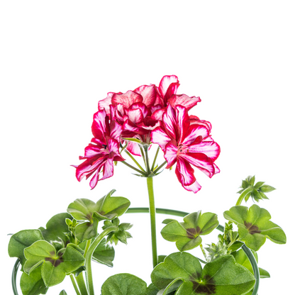 Buitenplant 8x Pelargonium Peltatum Mexica Ruby - Bloeiend - Pot Ø 12cm Hoogte ↕ 20cm