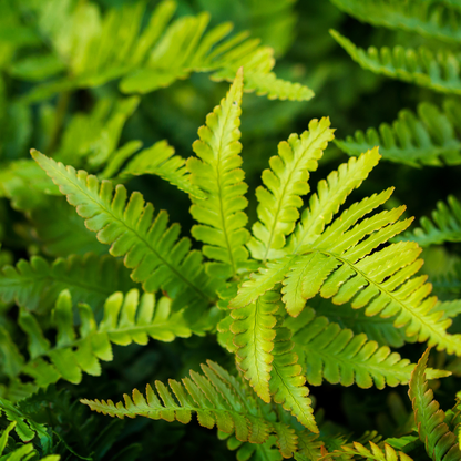 48x Polystichum set. 'Herrenhausen'- ↕10-25cm - Ø9cm