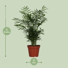 Kamerplant - Chamaedorea Elegans - Pot Ø 17cm Hoogte ↕ 55cm