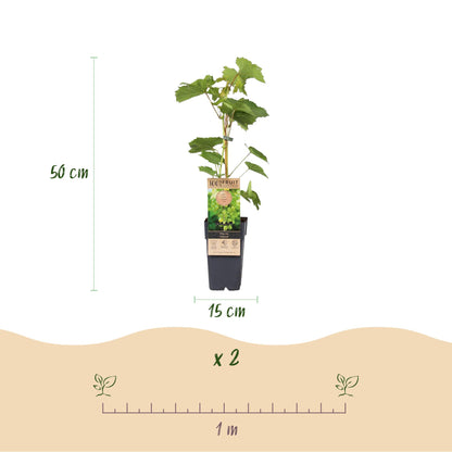 Buitenplant 2x Vitis vinifera Himrod - Witte Druif Pitloos - Pot Ø 15cm Hoogte ↕ 50cm