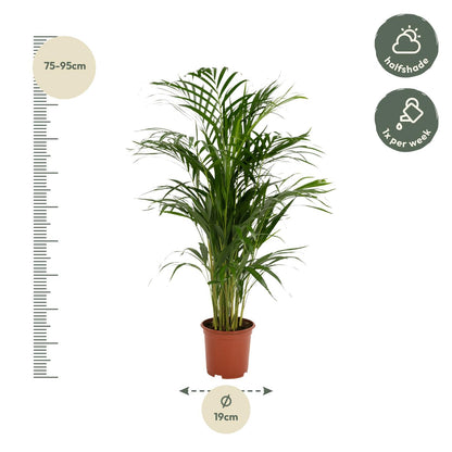 Kamerplant - Dypsis Lutescens (Areca Palm) - Hoogte ↕ 12-230cm