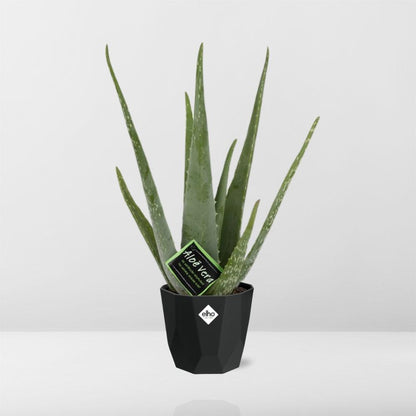 Kamerplant - Aloe Vera - Pot Ø 14cm Hoogte ↕ 12cm