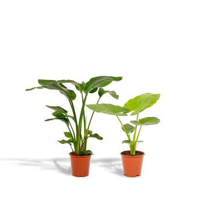 Kamerplant set - Strelitzia Nicolai ↕85cm + Alocasia Macrorrhiza ↕70cm - Pot Ø 19cm
