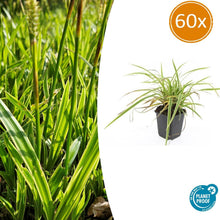 Buitenplant 60x Carex morrowii 'Aureovariegata' - Pot Ø 9cm Hoogte ↕ 10-25cm
