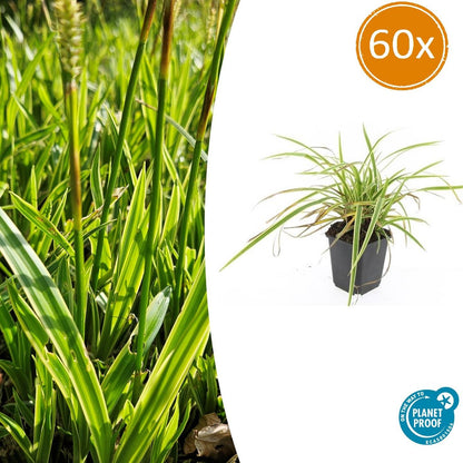 Buitenplant 60x Carex morrowii 'Aureovariegata' - Pot Ø 9cm Hoogte ↕ 10-25cm