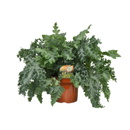Kamerplant - Phlebodium Davana - Pot Ø 26cm Hoogte ↕ 60cm