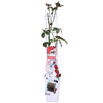 Buitenplant - Rosa Crazy in Love 'Red' - Rode Roos - Bloeiend - Pot Ø 15cm Hoogte ↕ 65cm