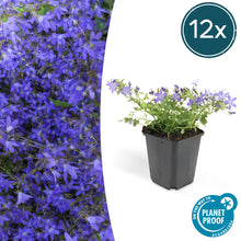 Buitenplant 12x Campanula poscharskyana 'Stella' - Bloeiend - Pot Ø 9cm Hoogte ↕ 10-25cm
