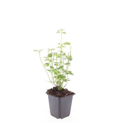 Buitenplant 60x Agastache 'Black Adder' - Bloeiend - Pot Ø 9cm Hoogte ↕ 10-25cm