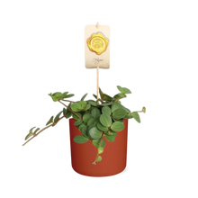Kamerplant - Peperomia 'Hope' - Inclusief sierpot - Pot Ø 14cm