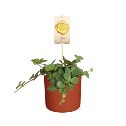 Kamerplant - Peperomia 'Hope' - Inclusief sierpot - Pot Ø 14cm
