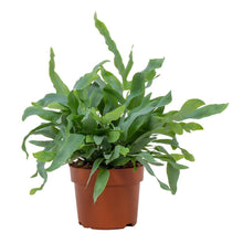 Kamerplant - Phlebodium Blue Star - Pot Ø 12cm Hoogte ↕ 32cm