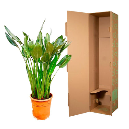 XL Kamerplant - Strelitzia Reginae - Pot Ø 30cm Hoogte ↕ 150cm