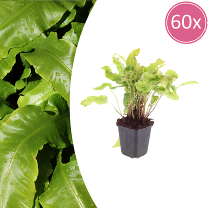 Buitenplant 60x Asplenium scolopendrium - Pot Ø 9cm Hoogte ↕ 10-25cm