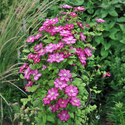 Buitenplant 2x Clematis Ville de Lyon - Bloeiend - Pot Ø 11cm Hoogte ↕ 40cm