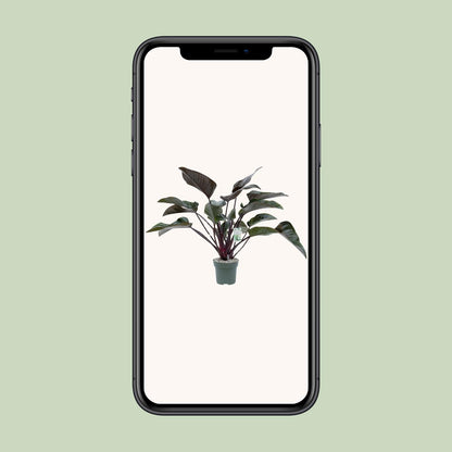 Kamerplant - Philodendron Red Beauty - Luchtzuiverend - Pot Ø 27cm Hoogte ↕ 60cm