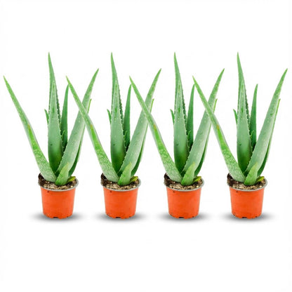 Kamerplant 4x Aloë Vera - Pot Ø 10,5cm Hoogte ↕ 35-40cm