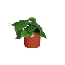 Kamerplant - Philodendron Scandens - Pot Ø 14cm