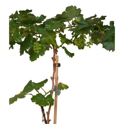 Buitenplant 3x Vitis Pixie 'Riesling' - Pot Ø 14cm Hoogte ↕ 30cm